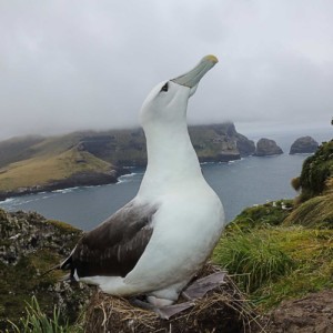 A white-capped albatross (Thalassarche cauta steadi) in Auckland Islands. The white-capped albatross is critically endangered and red listed by the IUCN (International Union for Conservation of Nature).