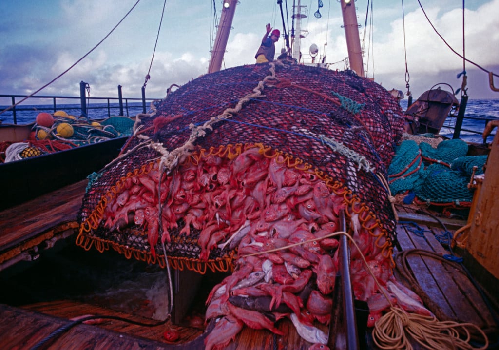 Orange Roughy caught on Trawler Orange Roughy caught on Trawler