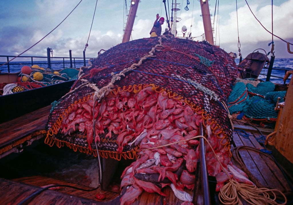 Orange Roughy caught on Trawler