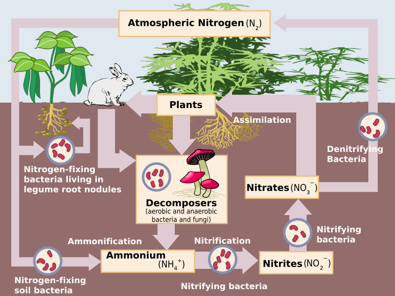 The nitrogen cycle