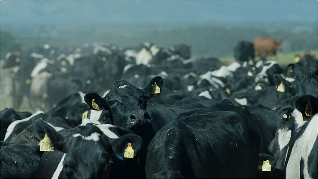 Dairy cows Dairy cows