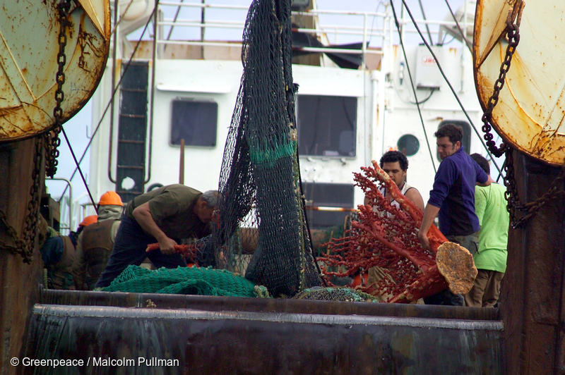 Crewmen on New Zealand bottom trawler Waipori wrestle with a large piece of Paragorgia coral hauled up from the deep sea.