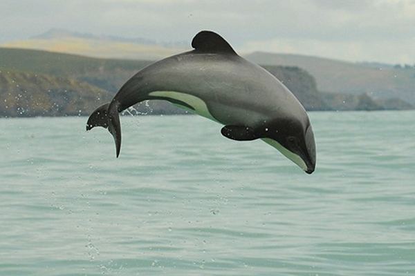 Maui dolphin, Hector's dolphin, Taranaki, Seabed mining, Seabed mining victory