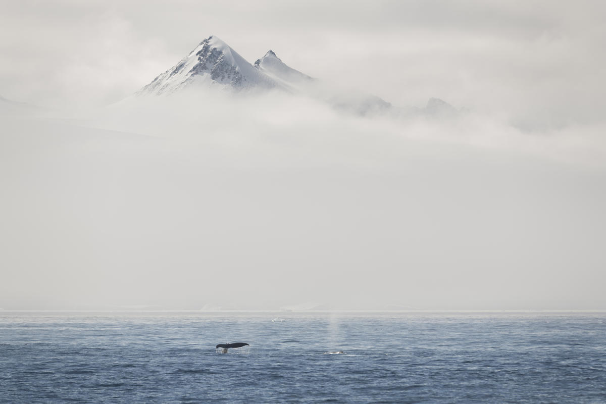 Fog and Mountains and Humpback Whales in the Antarctic. © Christian Åslund / Greenpeace