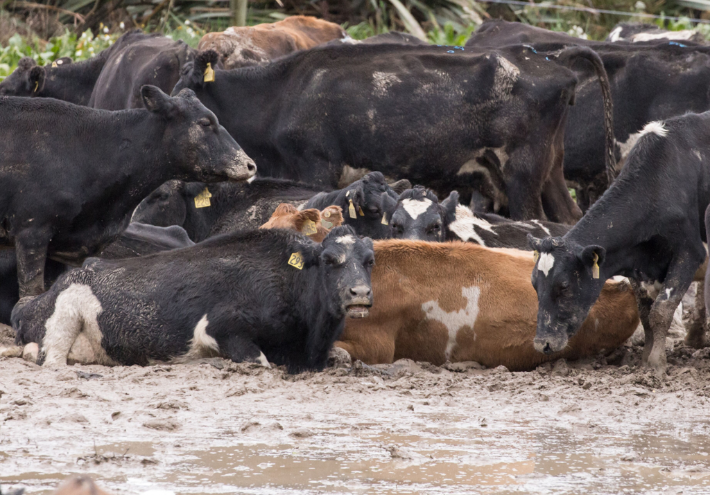 Milked documentary 
Intensive winter grazing or 'Mud Farming' in New Zealand