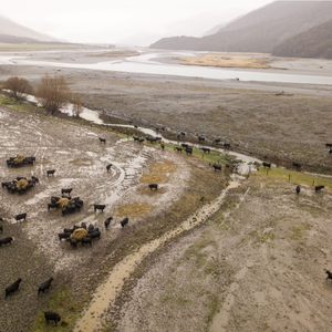 Water pollution in Aotearoa