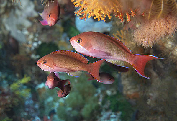 Flora and fauna at Mount Vema seamount