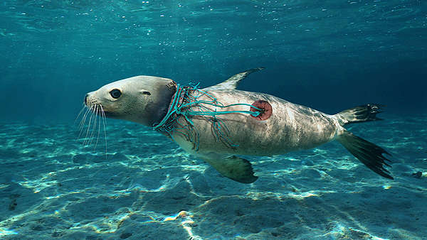 Sea lion caught in fishing line, ghost fishing gear, sea lions, plastic in the ocean, how does plastic end up in the ocean