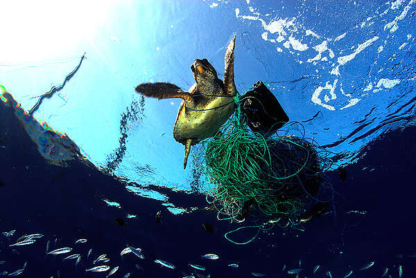 Turtle trappe din fishing line, ghost fishing gear, ghost fishing, plastic waste in the ocean, plastic killing turtle