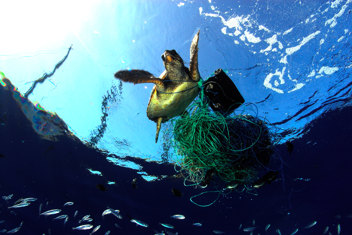 PETITION: Stop Ghost Fishing Gear - Greenpeace Aotearoa