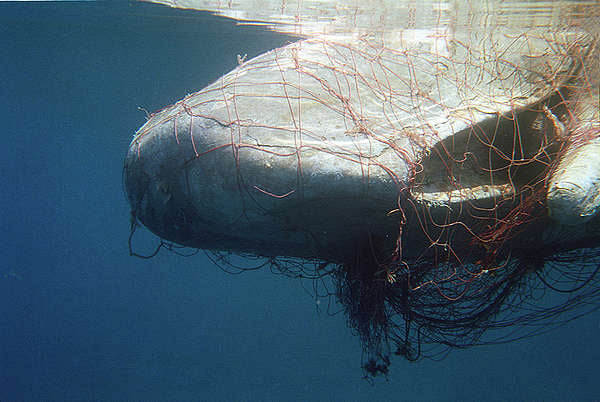 sperm whale killed by driftnets, ghost fishing gear, ghost fishing nets, plastic fishing gear, plastic in the oceans