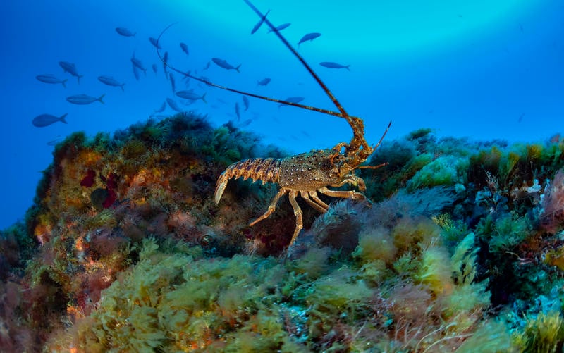Life on seamounts Life on seamounts
