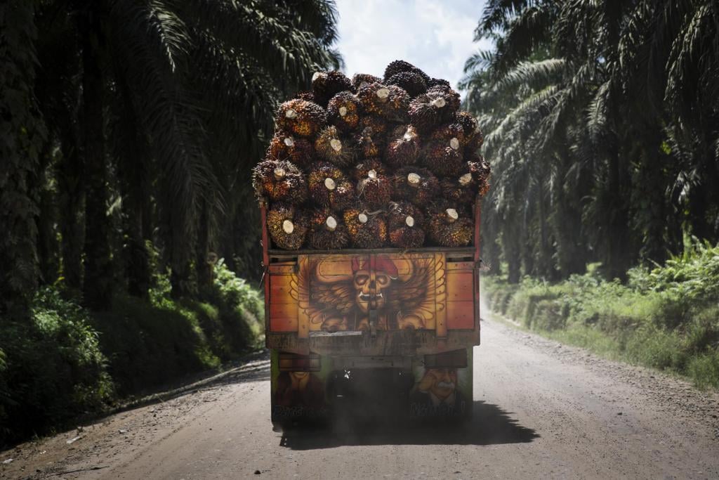 Palm Oil