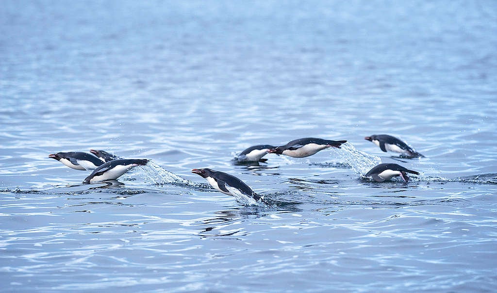 Penguins in New Zealand. © Greenpeace / Dave Hansford Penguins in New Zealand. © Greenpeace / Dave Hansford