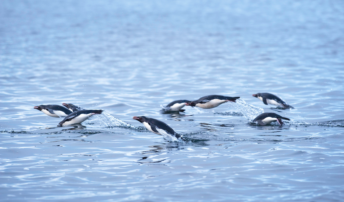 Penguins in New Zealand. © Greenpeace / Dave Hansford