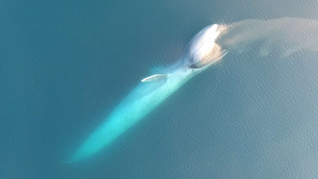 Blue Whale South Taranaki Bight, Oregon State, KASM, Greenpeace New Zealand, Blue Whales feeding on Krill, Seabed Mining Patea, TTR, Trans Tasman Resources