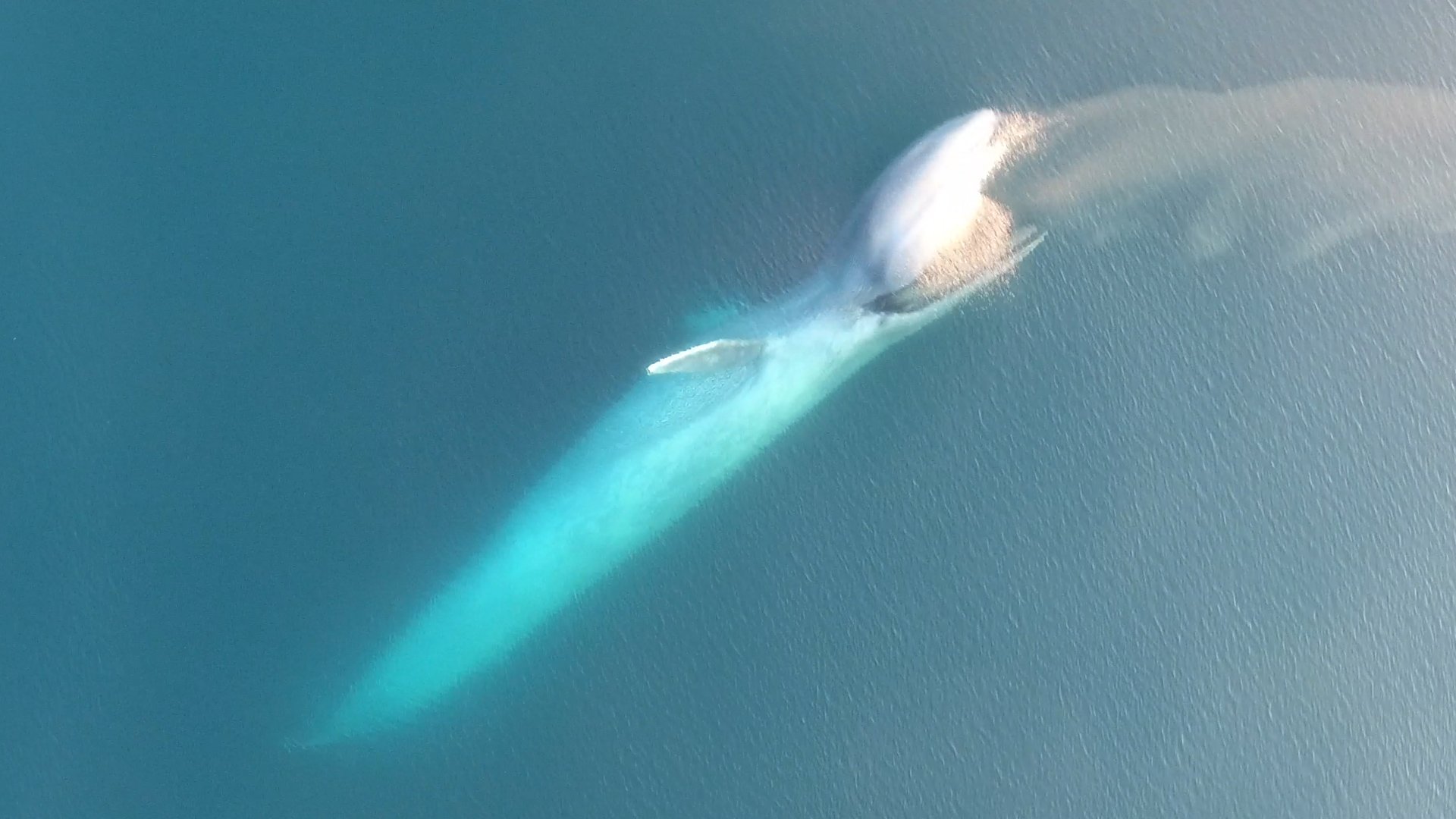 What is seabed mining, and how does it threaten the ocean?