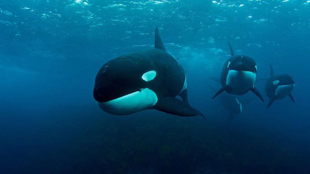 Orca swimming in New Zealand Zoom background image. 
© Rasmus Törnqvist / Greenpeace