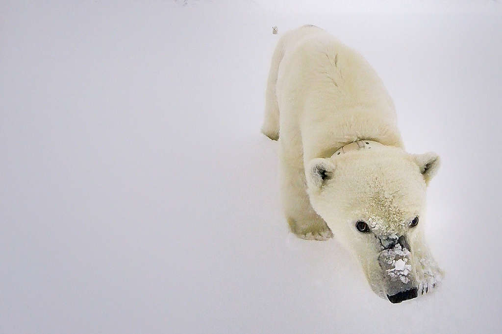 Polar bear Zoom background image 

© Will Rose / Greenpeace