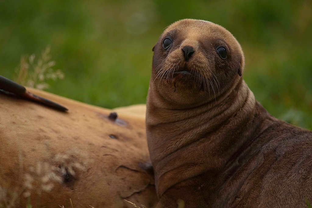 Sea Lion Pup in New Zealand. © Greenpeace / Dave Hansford Sea Lion Pup in New Zealand. © Greenpeace / Dave Hansford