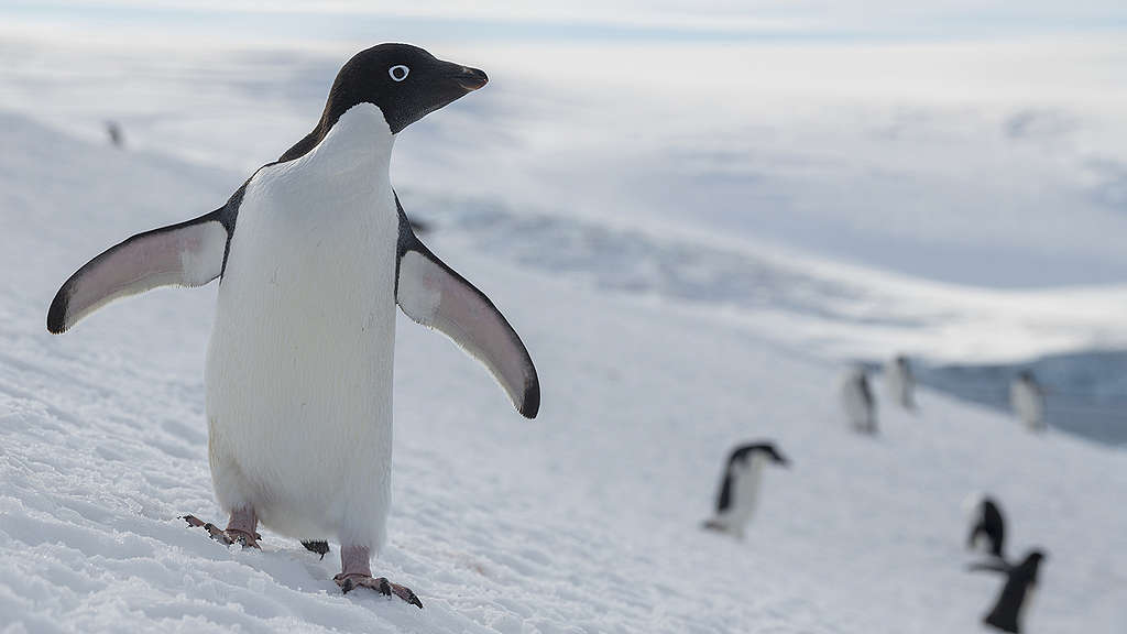 Penguins on ice