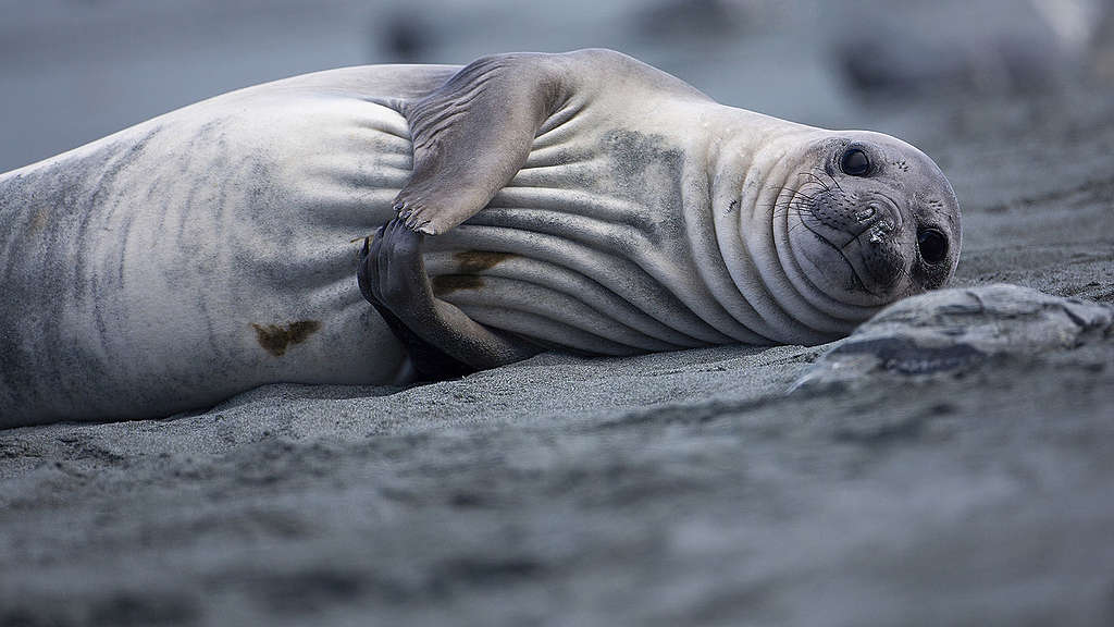 Elephant seals on Elephant Island.  Greenpeace was back in the Antarctic recently on the last stage of the Pole to Pole Expedition. We have teamed up with a group of scientists to investigate and document the impacts the climate crisis is already having in this area. 
© Abbie Trayler-Smith / Greenpeace