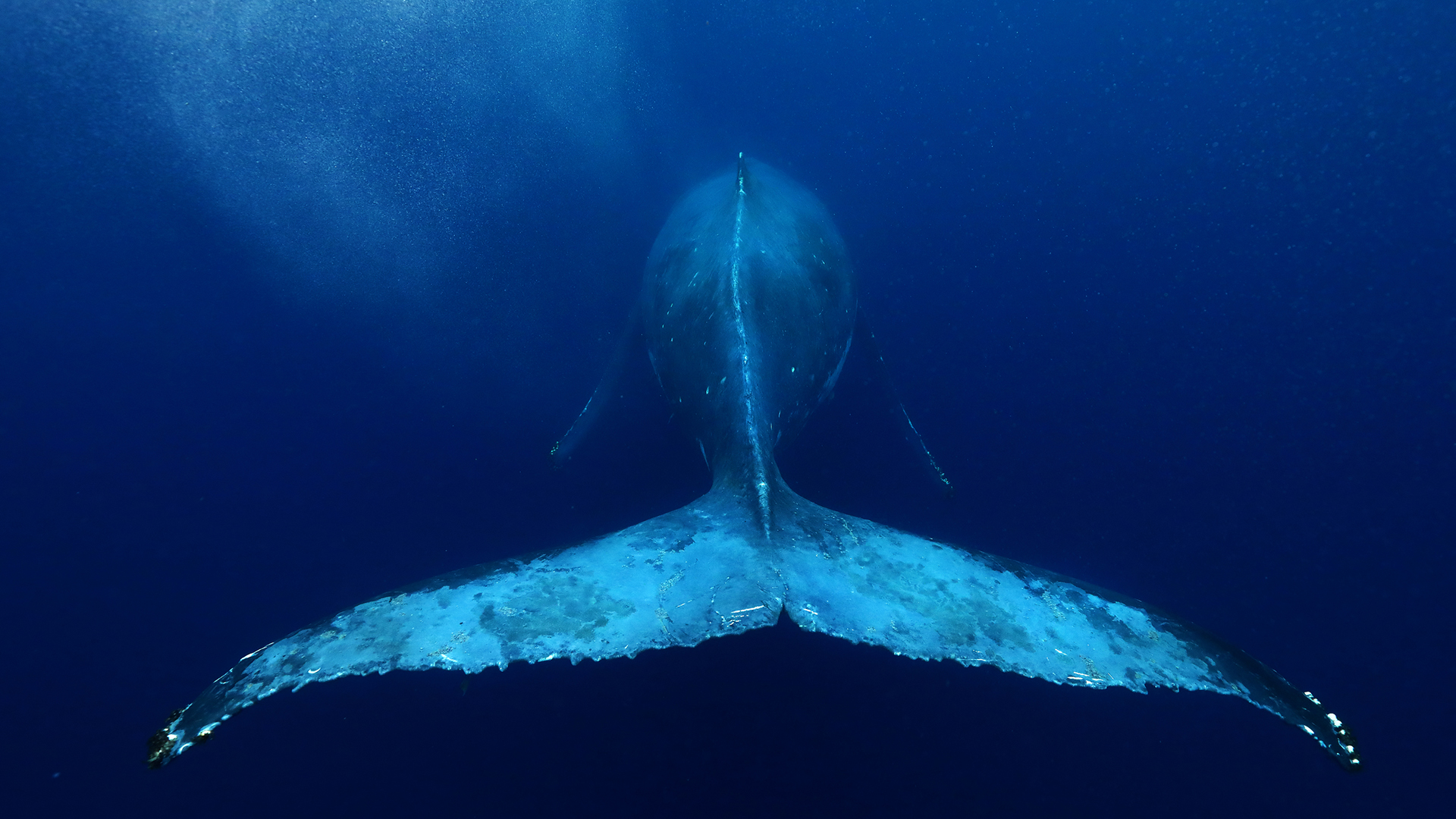 The tail of a humpback whale as it swims through the ocean in Tonga