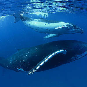 Humpback Whale,South Pacific, Solene Derville, Save the Whales