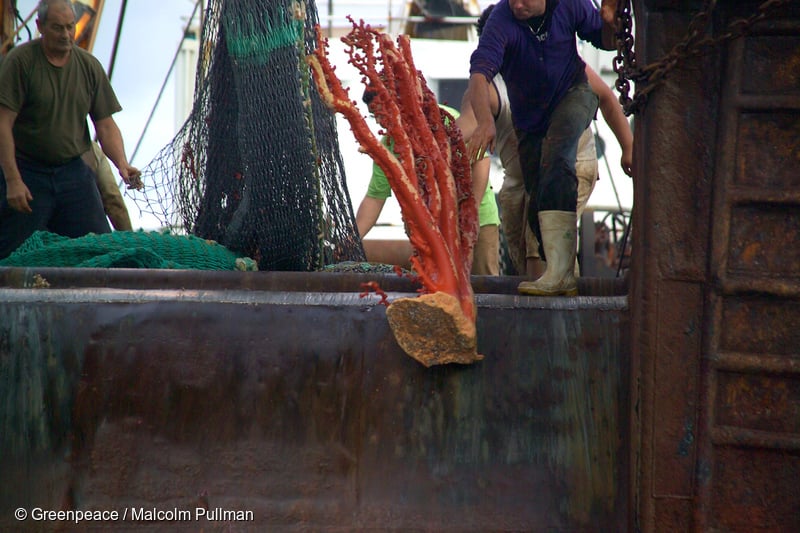 Crewman on the New Zealand bottom trawler, Waipori, dump a large piece of Paragorgia coral dredged from the deep sea in their net. Paragorgia coral dredged, bottom trawling coral, bottom trawling New Zealand, New Zealand bottom trawling vessel, ancient coral forests