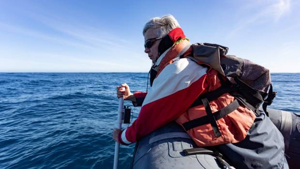 Liz Slooten Marine Mammal Expert, Māui dolphin, Hector's dolphin, dolphins of New Zealand