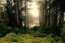 serence forest in New Zealand, New Zealand native bush