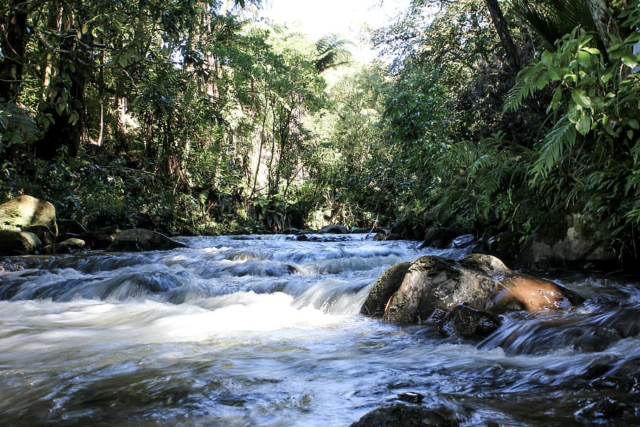 a bubbling stream in a forest Inglewood river, New Zealand river, river in the bush, Aotearoa river,