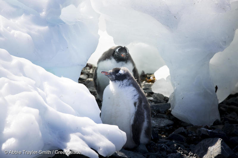Gentoo penguins, penguins Antarctic, Antarctica, Esperanza base, hottest temperature on record, 18.3C