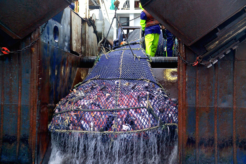Bottom trawling, bottom trawling impacts, impacts of bottom trawling on ecosystems, orange roughy, New Zealand bottom trawling