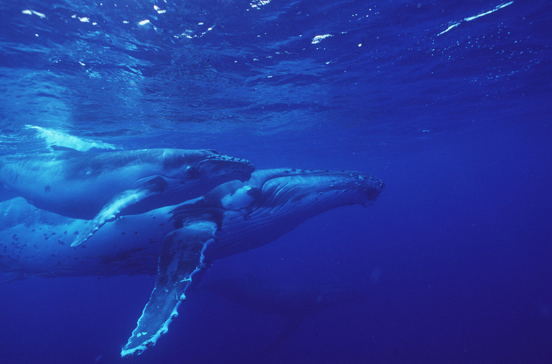 A global oceans treaty is needed to protect marine biodiversity Humpback whale with young. Humpback whale with young (Megapetra noveangliae). Buckelwal (Megapetra noveangliae).