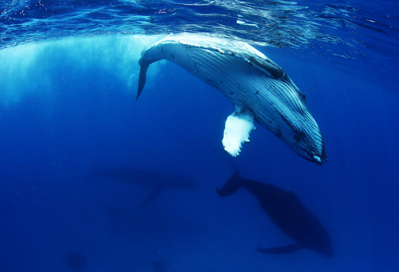 Humpback whales pacific, global ocean treaty, ocean protection, 30 x 30, UN ocean treaty