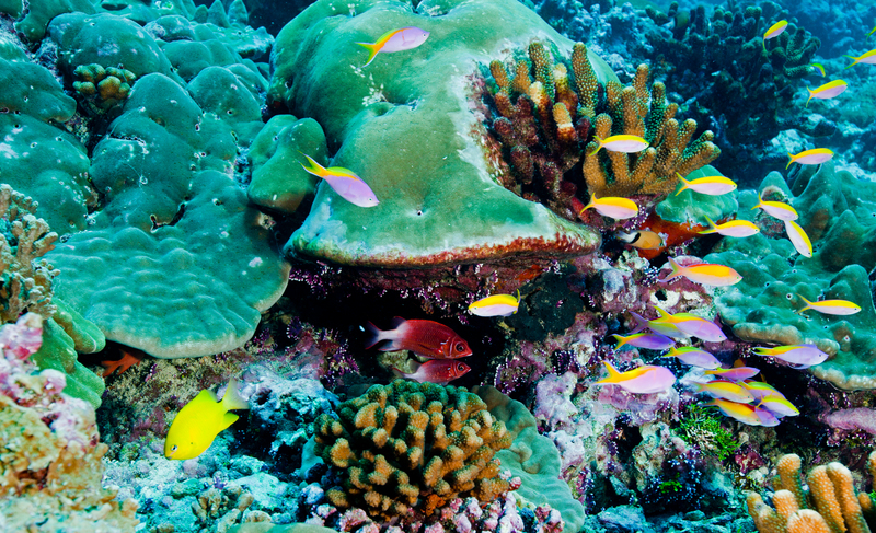 coral reefs, protect coral reefs, protect the oceans, 30 x 30, UN ocean treaty, 