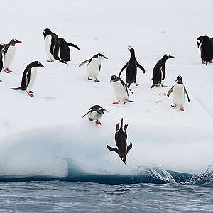 Chinstrap and Gentoo penguins fish on an iceberg off Half Moon Island.

Greenpeace is back in the Antarctic on the last stage of the Pole to Pole Expedition. We have teamed up with a group of scientists to investigate and document the impacts the climate crisis is already having in this area.

*This picture was taken in 2020 during the Antarctic leg of the Pole to Pole expedition under the Dutch permit number RWS-2019/40813.
