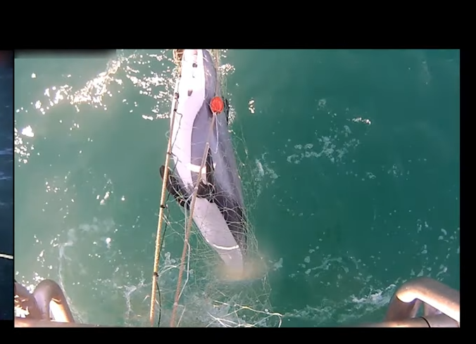 Hector's dolphin caught in commercial fishing net, endangered dolphins New Zealand