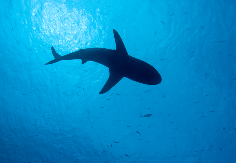 sharks on the decline worldwide
