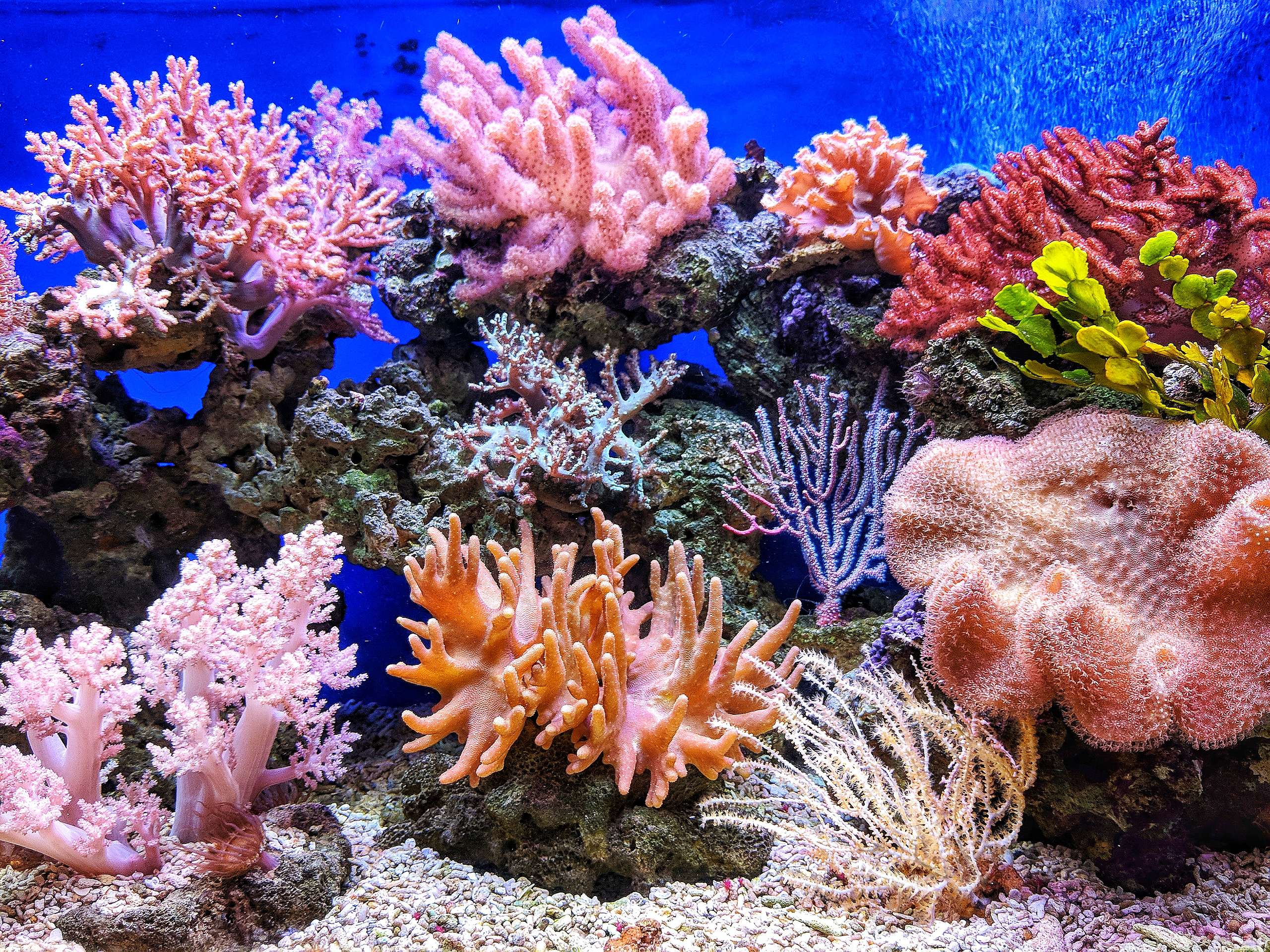 Ocean corals are vital to the health of the ecosystem