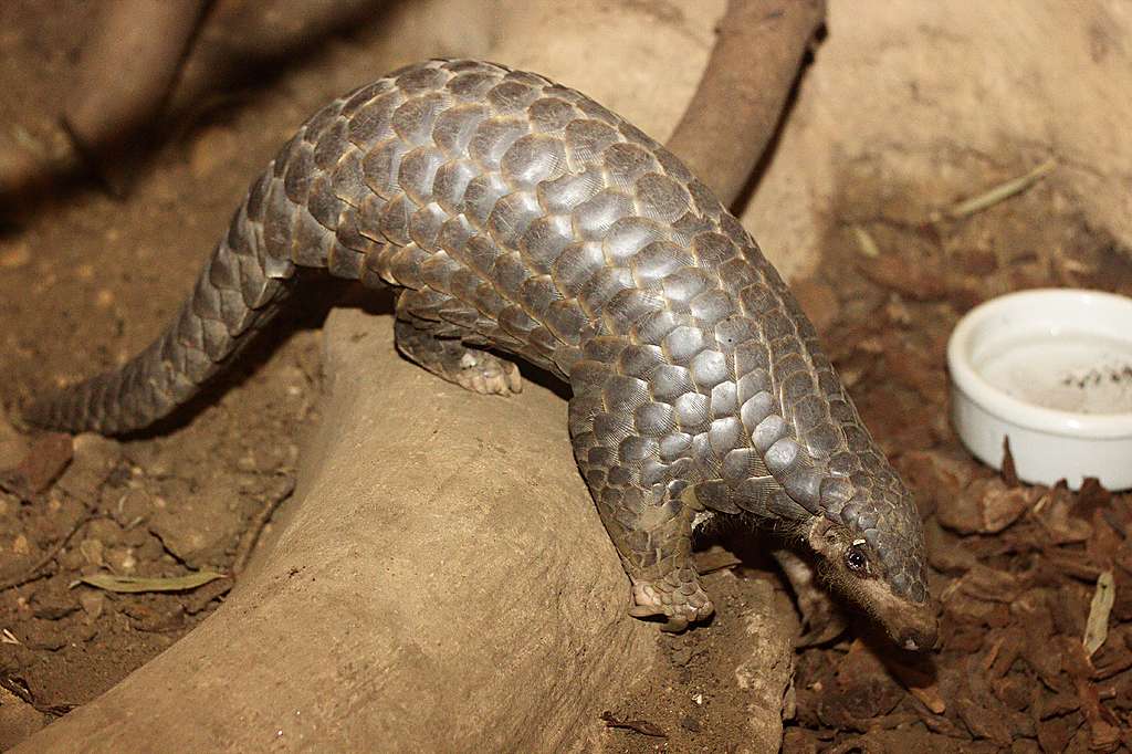 Pangolins are the world’s most trafficked mammals, but there is evidence that they were the source of the new Covid coronavirus