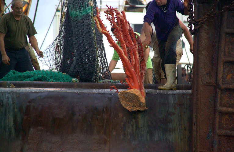 NZ trawler dumps huge coral bottom trawling