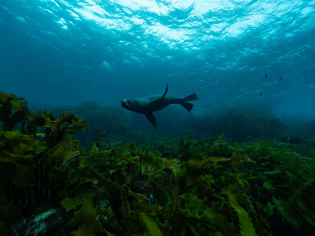 Fur Seal in the Great Australian Bight. © Michaela Skovranova / Greenpeace Fur Seal in the Great Australian Bight. © Michaela Skovranova / Greenpeace