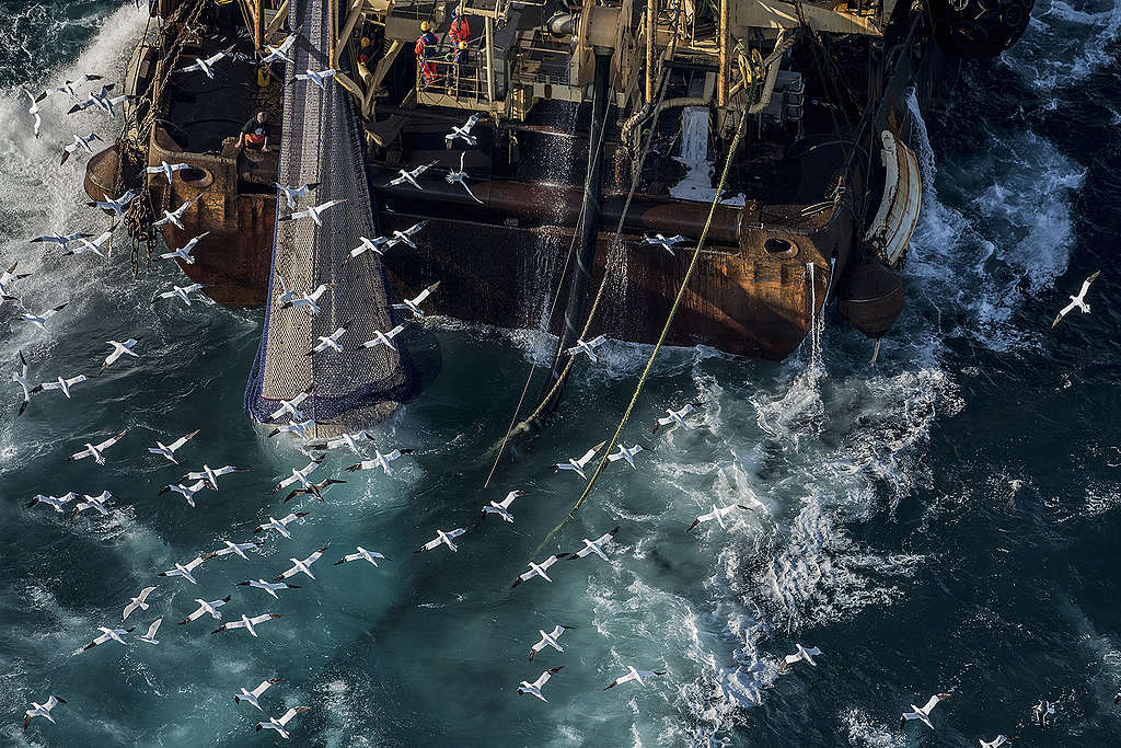 Northern Gannets fly over the German flagged trawler Maartje Theadora as it fishes for herring.
