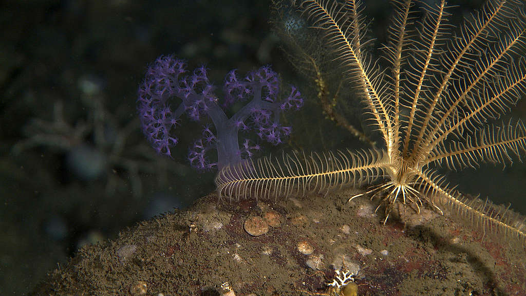 Underwater image of a soft coral Gersemia rubiformis and feather star Heliometra glacialis. Image taken on the little known seabed of the Arctic Ocean, north of Svalbard.