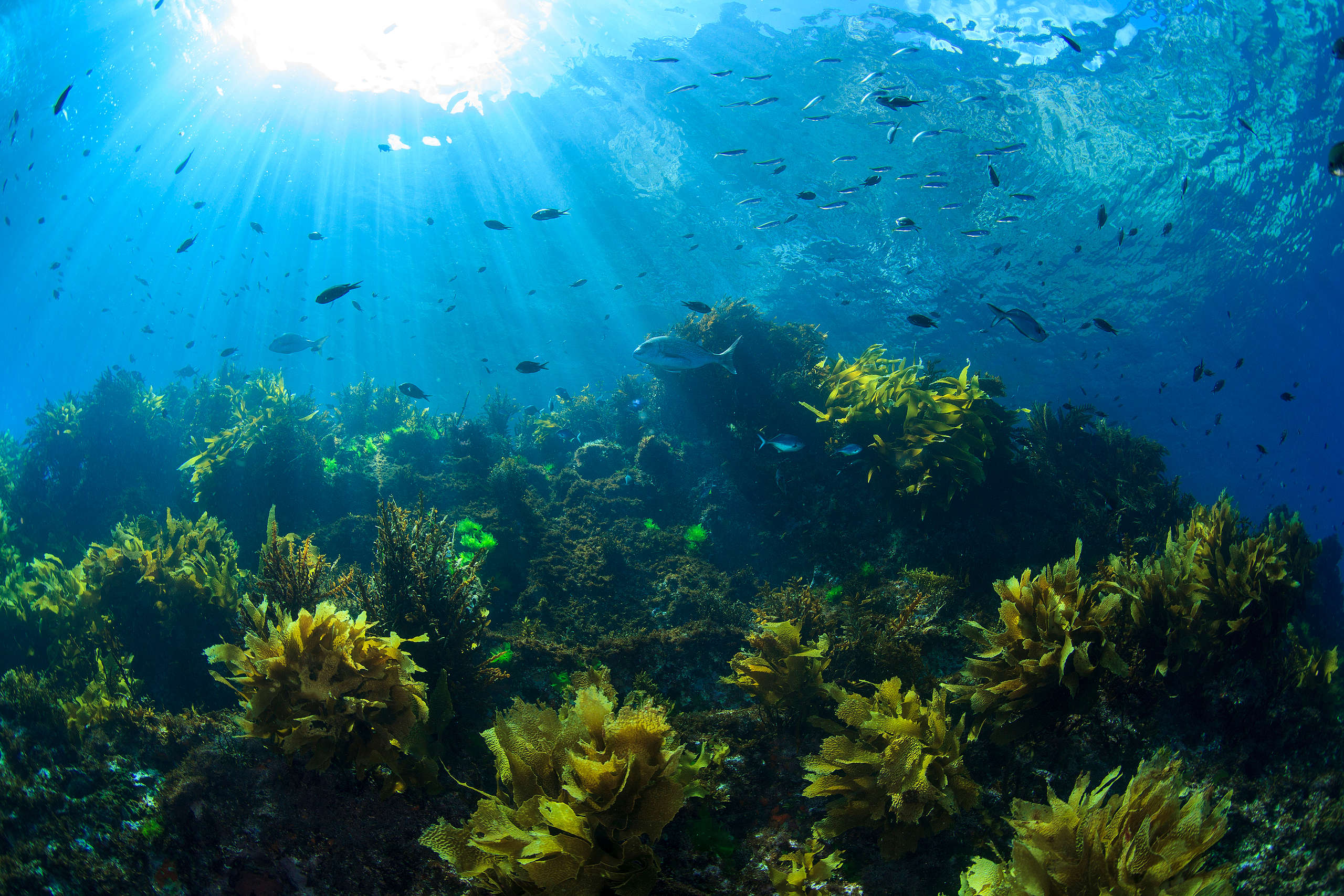 ocean protection in New Zealand