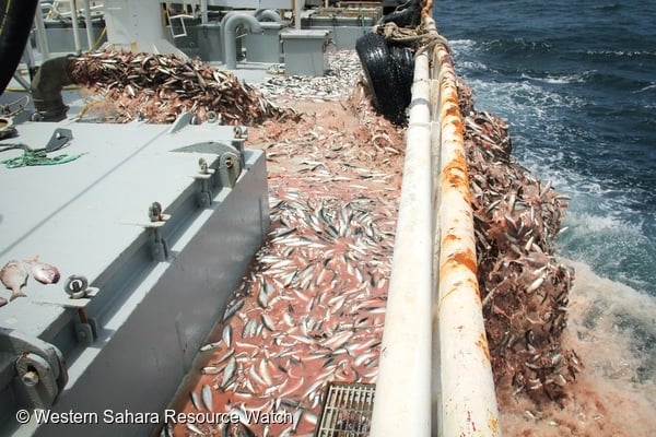 Trawler discarding 60 tonnes of sardines off the coast of Africa.
