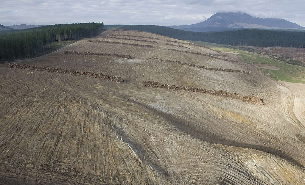 Deforested areas of land cleared as part of Wairakei Pastoral's mega-farm near Taupo, 2008. Photo © Greenpeace / John Cowpland