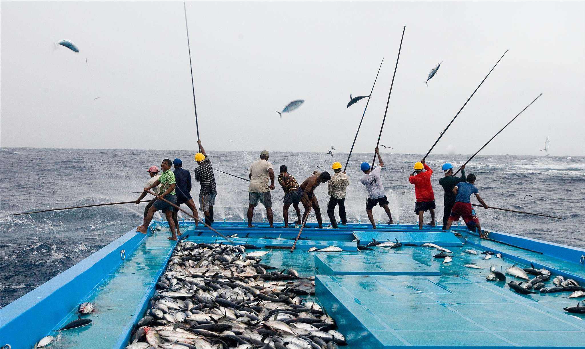 Как ловить рыбу в море. Рыболовство. Ловля тунца. Промышленное рыболовство. Рыболовство в море.